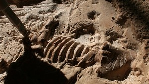 Mimoriadne hodnotné svedectvo. Vedci vedia ako vyzeral deň, keď na Zem dopadol meteorit, ktorý vyhubil dinosaurov