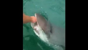 VIDEO: Šialený alebo opitý? Muž provokoval žraloka