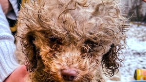 Polícia opäť rieši zanedbávanie. Štyri sučky žili v otrasných podmienkach