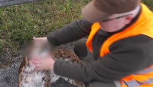 Zákonom chránený rys zahynul pod kolesami auta na rýchlostnej ceste R1. Dostal sa tam napriek oploteniu