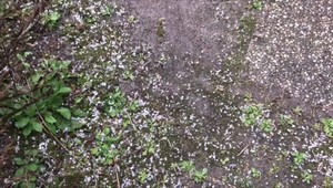 VIDEO: Marec opäť prekvapil, západom Slovenska sa prehnala poriadna smršť obrích krúp