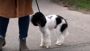 Majitelia psov, pozor: V uliciach Bratislavy niekto nastražil nebezpečnú potravu