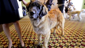 Ďalší útok psa. Žena chránila dieťa, pohrýzol ju do prsníka