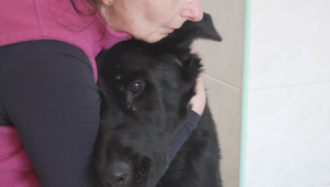 Takmer slepého psa vyhodili do lesa. Dva dni verne čakal na pána