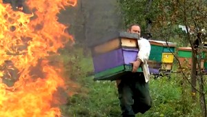 Tisícky včiel skončili v ohni. Nakazili sa morom