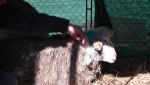 Krvavá noc v Smižanoch: Túlavé psy usmrtili zvieratá a spôsobili paniku