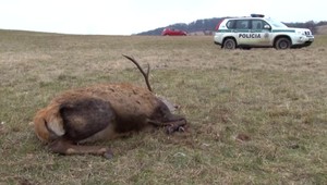 Polícia prichytila pytliakov pri čine. Následne im prehľadali celý dom