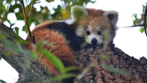 V bratislavskej ZOO sa narodili mláďatá ohrozenej Pandy červenej