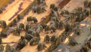 Zlodeji ukradli včely. Nepomohol ani bezpečnostný systém