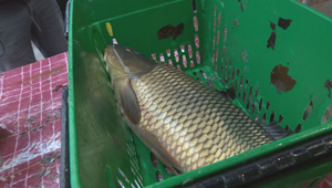 Pred Vianocami rastie záujem o brigády. Každý štvrtý Slovák si chce privyrobiť