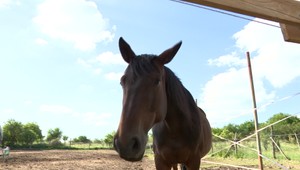 Po náraze s bagrom museli koňa utratiť. Kto urobil chybu?