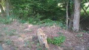 Z ukrajinskej zoo ušiel tiger. Fotopasce ho zachytili na Slovensku