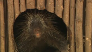 Kuriózny prípad v uliciach Bratislavy: Obyvateľov prekvapilo podivné zviera