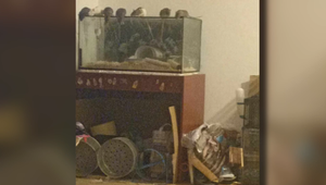 Zúbožený pes a desiatky hlodavcov: Obec rieši šokujúci prípad týrania