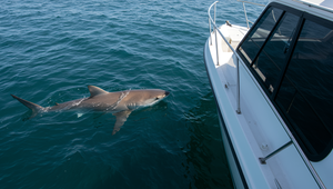 Žralok sa zahryzol do rybárskej lode pri chorvátskom pobreží