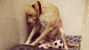 Najsmutnejšiemu psovi na svete našli nový domov