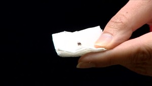 Sezóna kliešťov už začala. Malým parazitom stačili prvé slnečné lúče