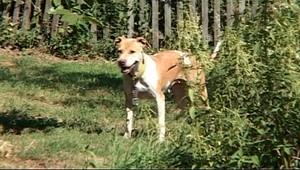 ROZHOVOR. Bol to môj miláčik, tvrdí majiteľ psa-zabijaka