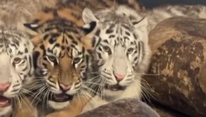 VIDEO: Zachránené tigre cestovali 13-tisíc kilometrov za slobodou