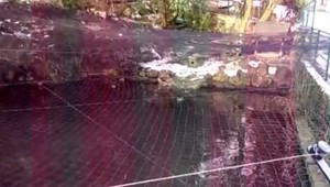 VIDEO: V ZOO Bojnice nastalo desivé ticho. Zamestnanci nakrútili, ako to tam pre vtáčiu chrípku vyzerá