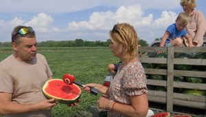 Sladká tradícia z Dunajského Klátova: Prvé slovenské melóny sú tu
