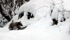 Medvedicu s mláďatami obkľúčili vlci. Unikátne zábery nakrútil lesník