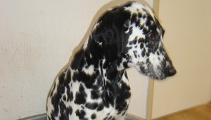 Hľadá sa Sendy, vystrašili ju petardy