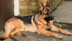 Hercovi Jandákovi zmizol pes, ponúka za nájdenie odmenu šialených 8000 eur!