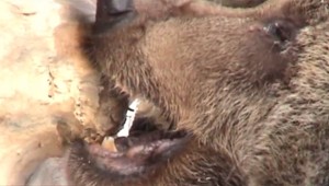 Polícia potvrdila, že muža, ktorého našli s uhryznutiami, usmrtil medveď