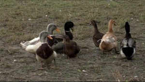 Na Slovensku potvrdili prvý výskyt vtáčej chrípky
