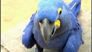 Papagáj hľadá lásku. Nemáte pre Koka partnerku?