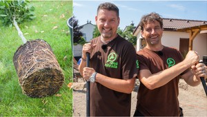 Potrebujete v záhrade presadiť strom či krík? Držte sa TÝCHTO zásad a prijmú sa vám!