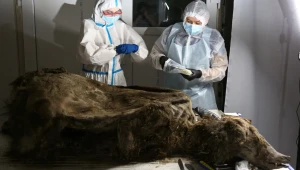 V ľade objavili 3500 rokov starú príšeru: Vedci zostali z obsahu jej žalúdka v šoku
