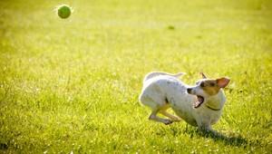 Pes záhradníkom: Môžete mať spokojného domáceho miláčika a peknú záhradu zároveň?