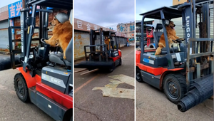 Zlatý retriever šokuje internet: Psík sa naučil šoférovať vysokozdvižný vozík