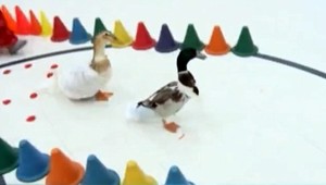 Svadba, akú ste ešte nevideli. Do manželstva vstúpili kačice