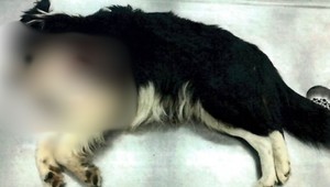 Výstrel sa skončil tragédiou: Psík na veterine podľahol zraneniam