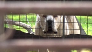 Útok psa, vyhrážky a škrtenie. To všetko zažila za jeden deň 23-ročná Veronika