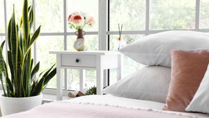 Prečistí vzduch, uvoľní kyslík a zlepší spánok: Táto rastlina v spálni posilní vaše zdravie