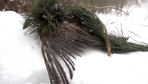 Zatúlané psy napadli vzácneho dravca. Ich majiteľovi môže hroziť väzenie