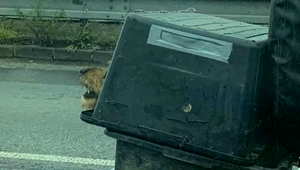 Internetom sa šíri nepochopiteľná fotografia. Nebezpečná preprava mohla psíka stáť život