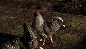 Na juhu Slovenska sa objavila vtáčia chrípka. Potvrdili ju v komerčnom chove nosníc