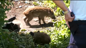 Prasiatkam v šachte pomáhala polícia: Miesto vlka bola rizikom ich mama