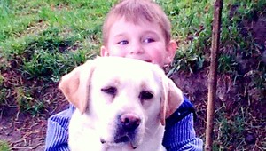 Vo Valaskej sa stratil labrador, nevideli ste ho?