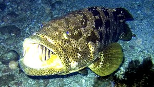 Rybári sa tešili predčasne. Príšera im zhltla žraloka z háčiku