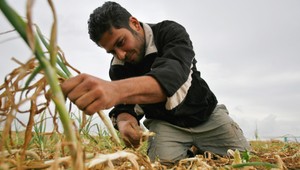 Farmári brigádnikov potrebujú, no nedokážu ich zaplatiť