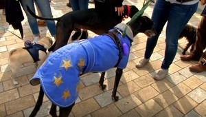 Do londýnskych ulíc vyšli aj psy. Štekali za šialenstvo brexitu