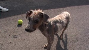 Týraný psík sa dočkal súcitu