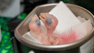 Slovenskí pašeráci prišli o exotické vajcia