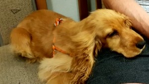 Šialený muž v Tatrách. Najprv mal kopať a biť svojho psa, potom zmizol v lesoch